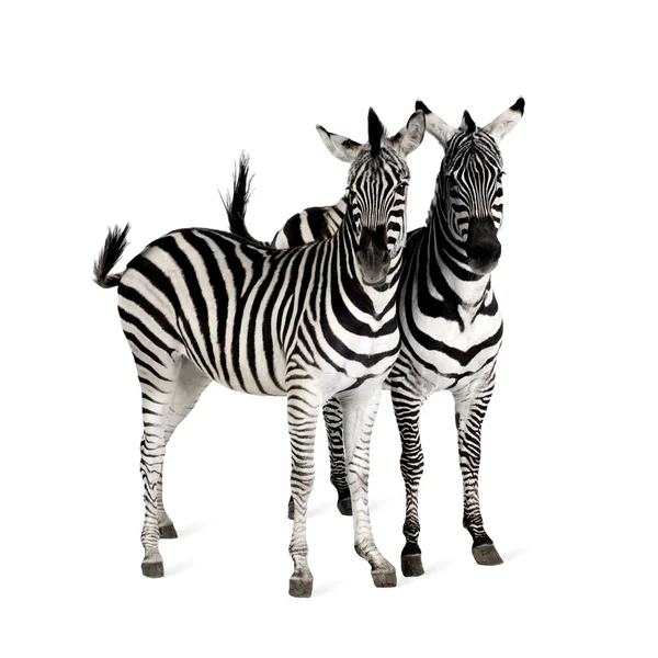 stock image Zebra