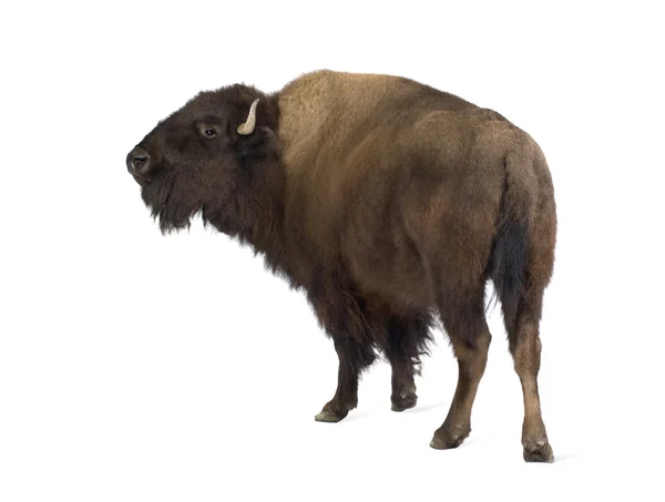 Bisonte — Foto de Stock