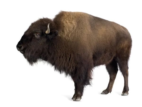 Bison... — Fotografia de Stock