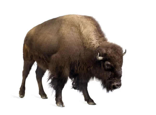 Bison — Stockfoto