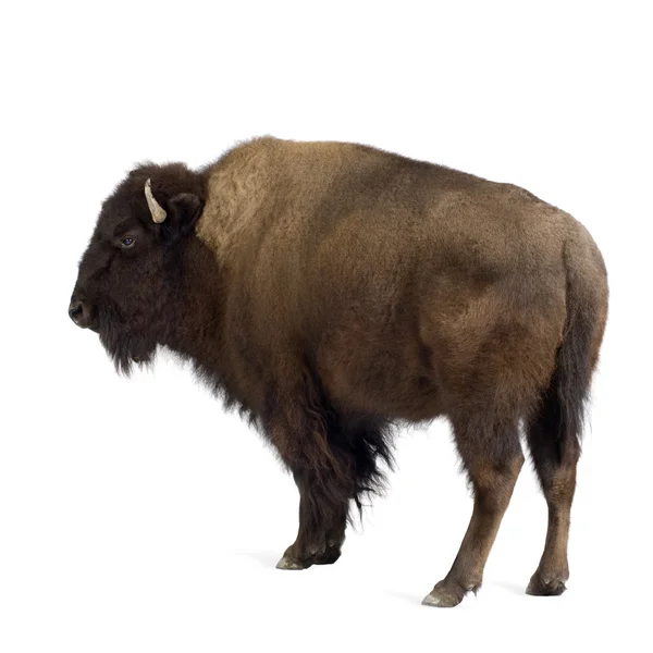 Bison — Stockfoto