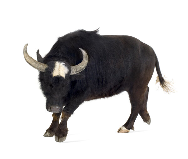 Бытовые азиатские буйволы - Bubalus bubalis
