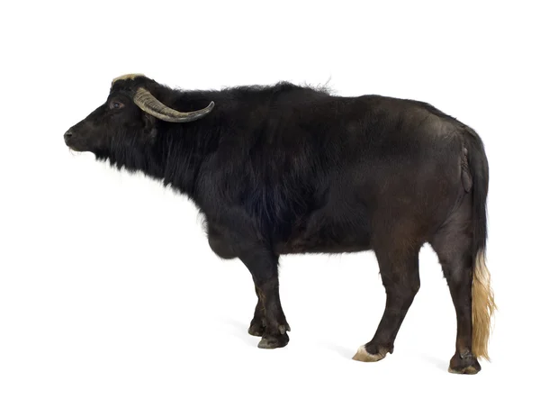 Бытовые азиатские буйволы - Bubalus bubalis — стоковое фото