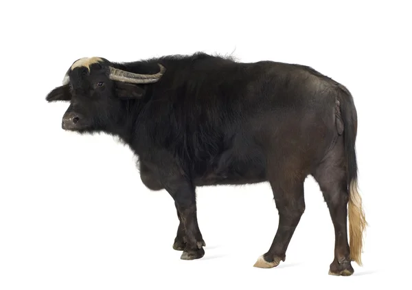 Domestic Asian Water buffalo - Bubalus bubalis — Stock Photo, Image