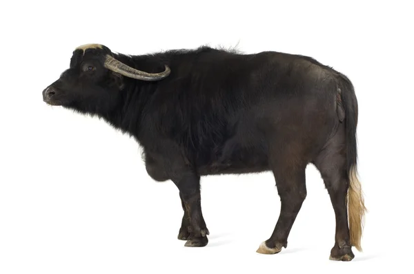 Inhemska asiatiska vattenbuffel - bubalus bubalis — Stockfoto