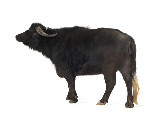 Бытовые азиатские буйволы - Bubalus bubalis — стоковое фото