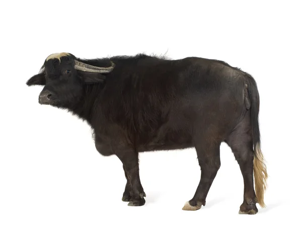 国内亚洲水牛-水牛水牛 — 图库照片