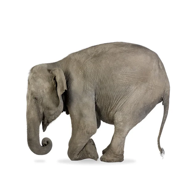 Elefante asiático - Elephas maximus (40 anos ) — Fotografia de Stock