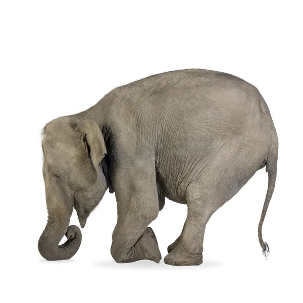 Азіатський слон - Elephas Максимус (40 років) — стокове фото