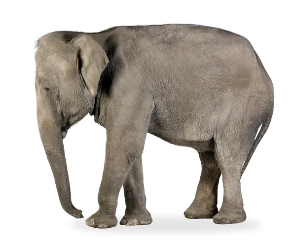 Elefante asiático - Elephas maximus (40 años ) — Foto de Stock