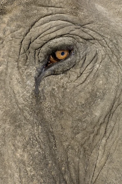 Asya fil - Elephas maximus (40 yıl) — Stok fotoğraf