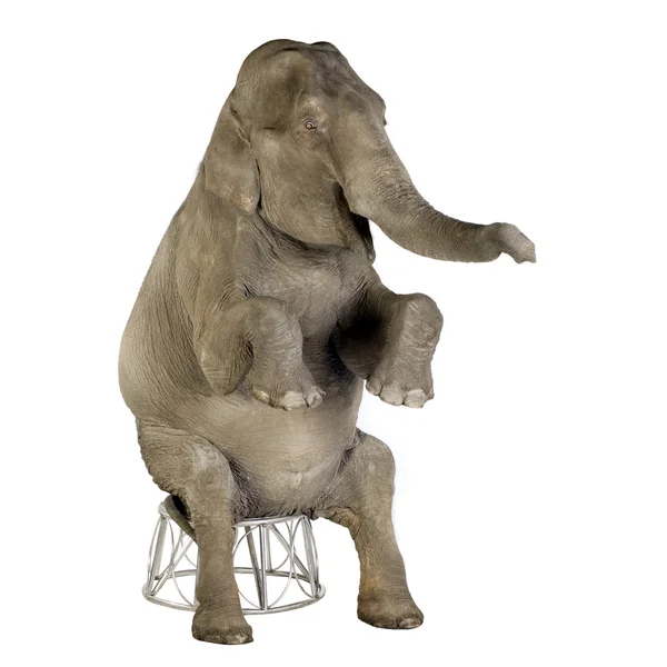 Słoń - Elephas maximus (40 lat) — Zdjęcie stockowe