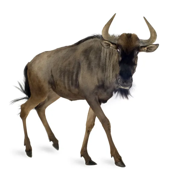 Mavi wildebeest - connochaetes taurinus — Stok fotoğraf