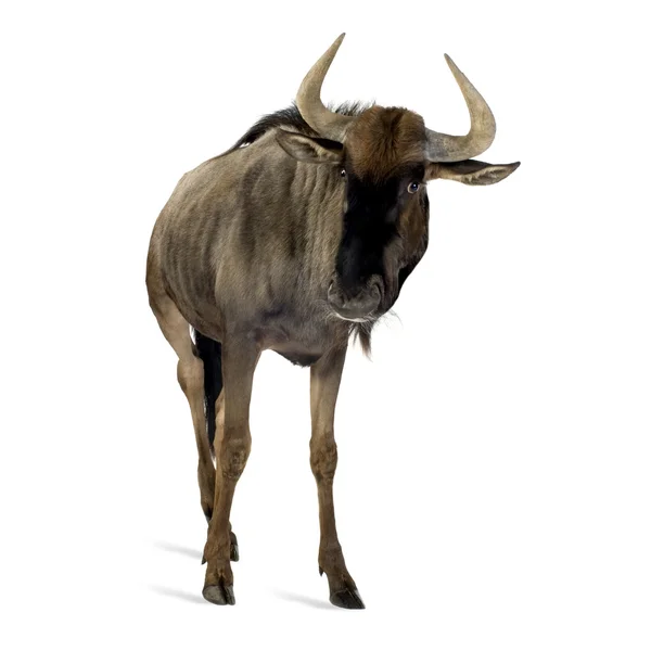 Wildebeest blu - Connochaetes taurinus — Foto Stock
