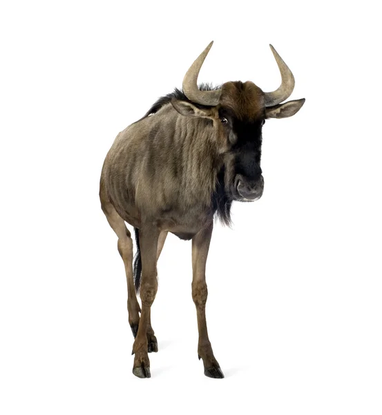 Blue Wildebeest - Connochaetes taurinus — Stockfoto