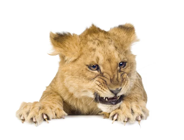 Lion Cub (5 hónap) — Stock Fotó