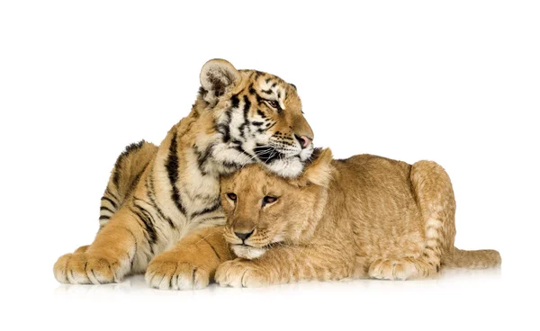 Lwiątko (5 miesięcy) i tygrysa cub (5 miesięcy) — Zdjęcie stockowe