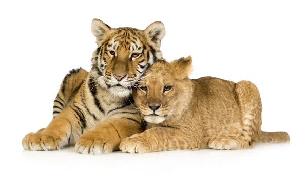 小狮子 (5 个月) 和虎崽 (5 个月) — 图库照片