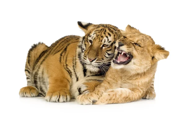 Filhote de leão (5 meses) e filhote de tigre (5 meses ) — Fotografia de Stock