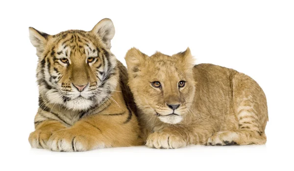 Löwenbaby (5 Monate) und Tigerbaby (5 Monate)) — Stockfoto