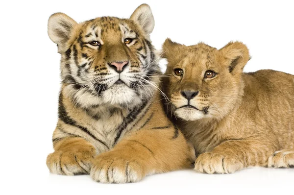 Lwiątko (5 miesięcy) i tygrysa cub (5 miesięcy) — Zdjęcie stockowe