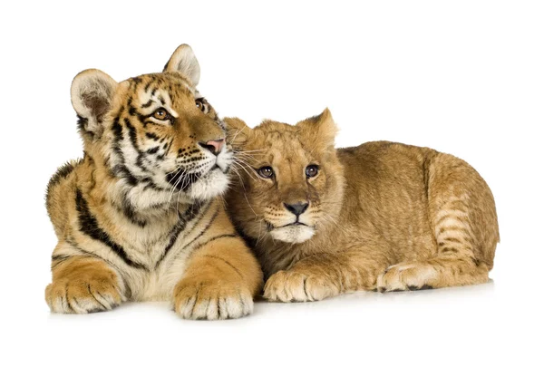 Lion Cub (5 månader) och tiger cub (5 månader) — Stockfoto