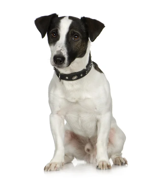 Jack russell (2 years) — Stock Photo, Image