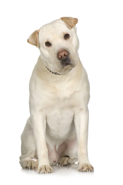 Labradorin ja Sharpein risteytys — kuvapankkivalokuva