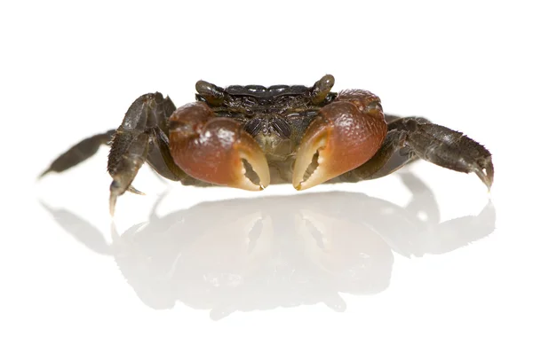 Red-clawed crab - Perisesarma bidens — Stock Photo, Image