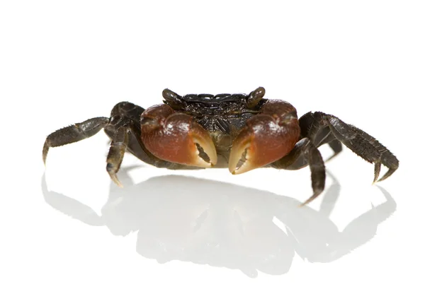 Bidens Drápal červený krab - perisesarma — Stock fotografie