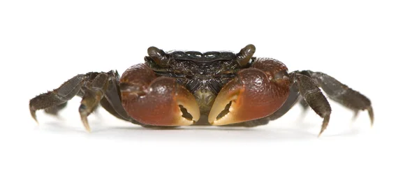 Röd-klor krabba - perisesarma bidens — Stockfoto
