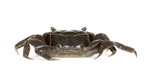 Rødkløet krabbe - Perisesarma bidens - Stock-foto