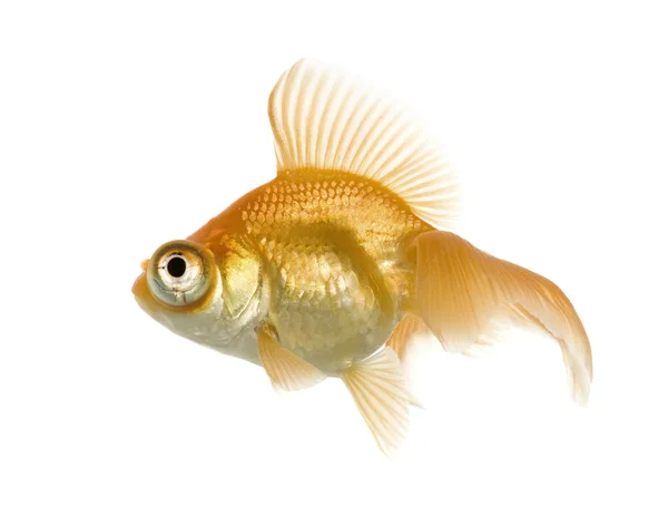 Goldfish - Carassius auratus auratus — Stock Photo, Image