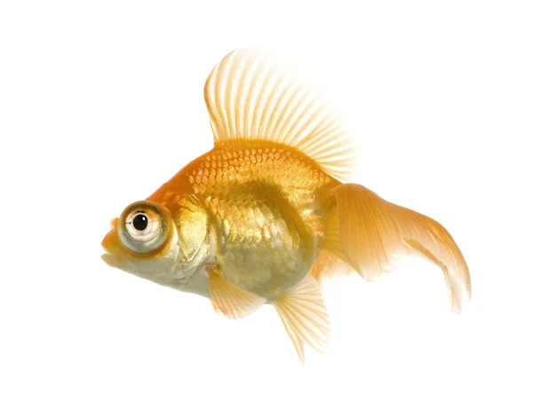Золота рибка - Carassius auratus — стокове фото