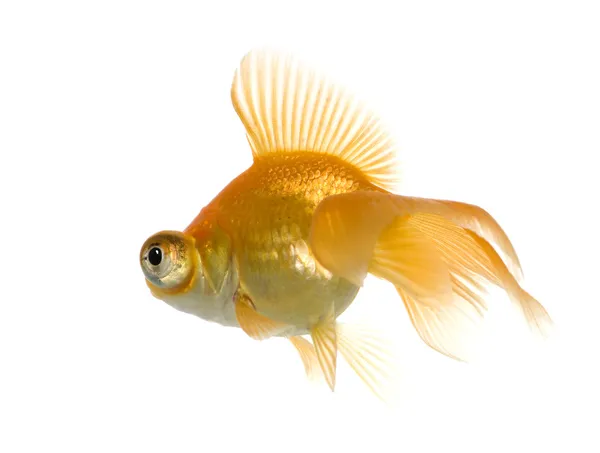 Золотая рыбка - Carassius auratus auratus — стоковое фото