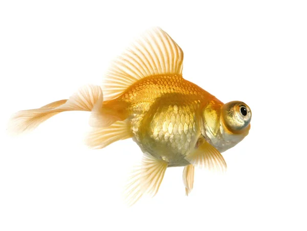 Золота рибка - Carassius auratus — стокове фото