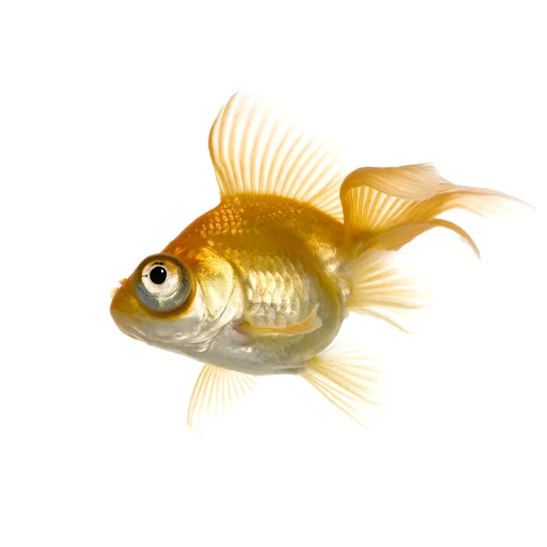 Pez dorado - Carassius auratus auratus —  Fotos de Stock