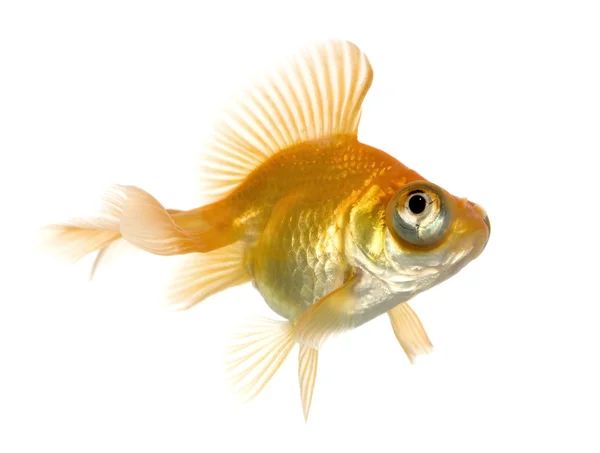 Złota rybka - carassius auratus auratus — Zdjęcie stockowe