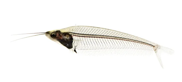 Cam Kedibalığı - krypthopterus biccirhis — Stok fotoğraf