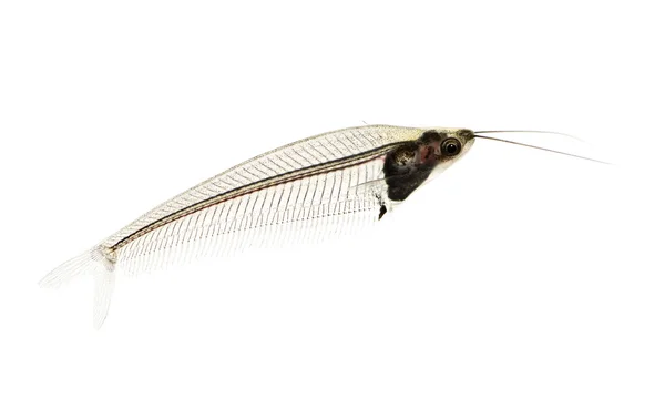 玻璃鲶鱼-krypthopterus biccirhis — 图库照片