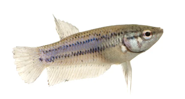 Kvinnliga Siamesisk kampfisk — Stockfoto