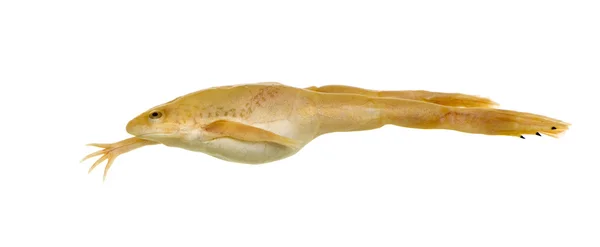 Жаба - Xenopus гладенький — стокове фото