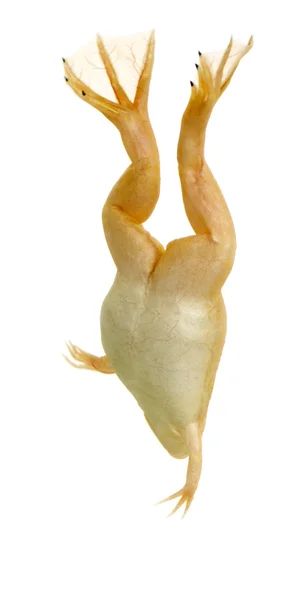 Żaba - xenopus laevis — Zdjęcie stockowe