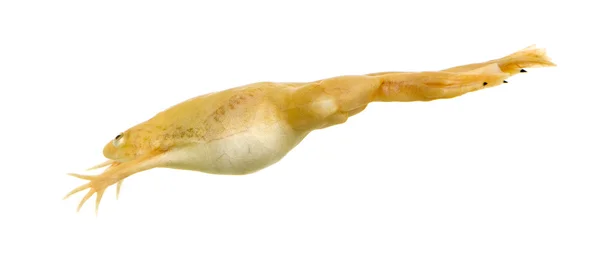 Żaba - xenopus laevis — Zdjęcie stockowe