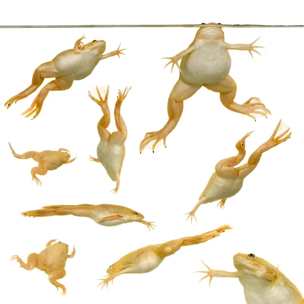 Βάτραχος - xenopus laevis κατά — Φωτογραφία Αρχείου