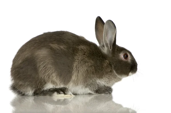 토끼 — 스톡 사진