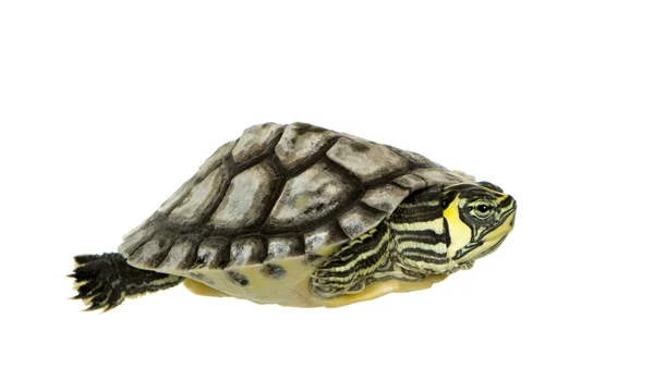 Черепаха - trachemys — стоковое фото