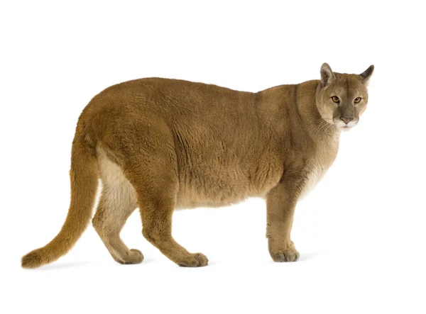 Puma (17 lat) - Puma concolor — Zdjęcie stockowe