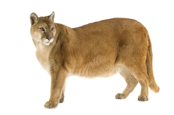 Puma (17 yıl) - Puma concolor — Stok fotoğraf