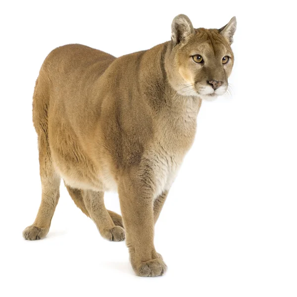 Puma (17 años) - Puma concolor — Foto de Stock